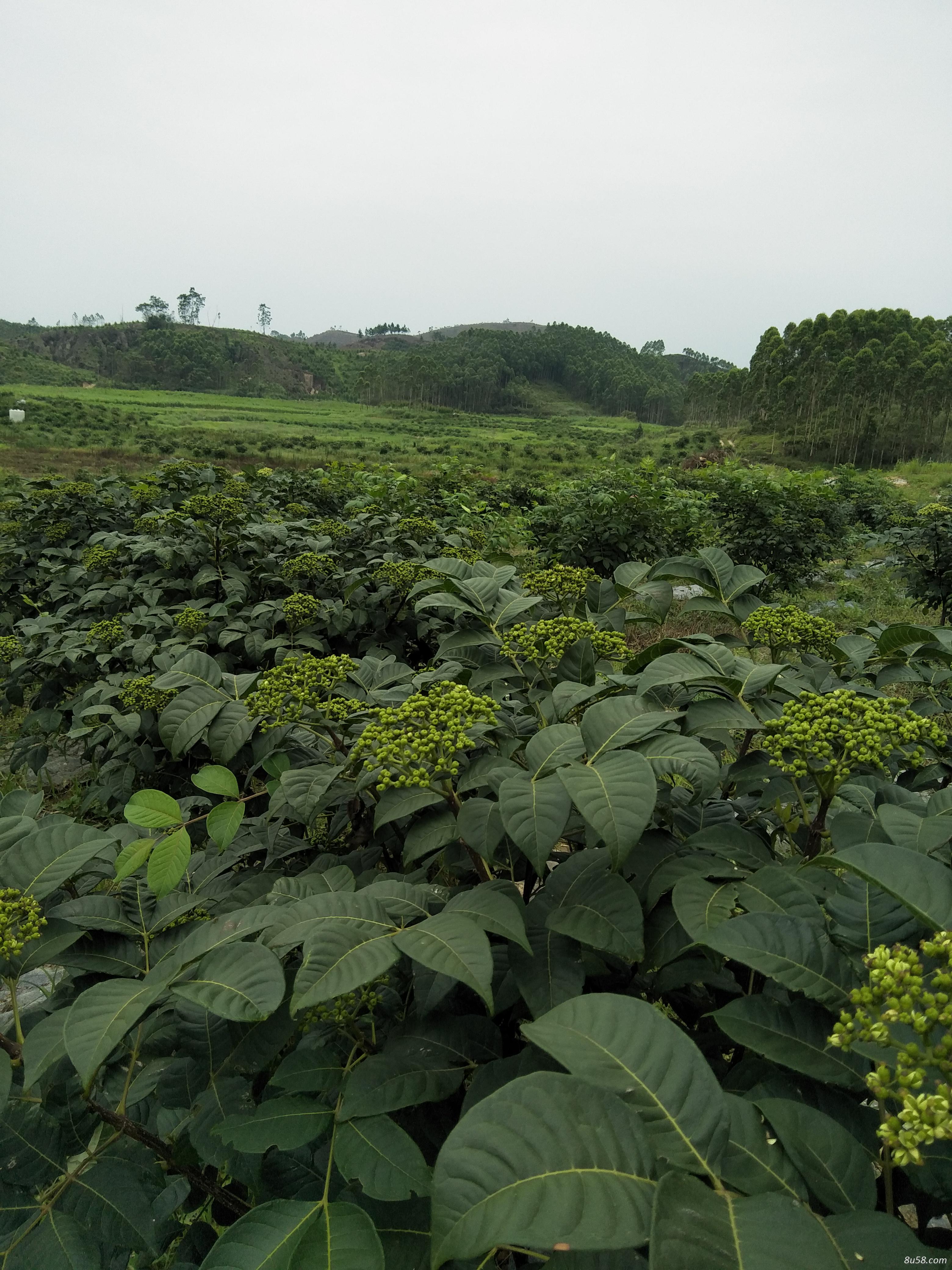 正宗江西吴茱萸中花鲜货，干货