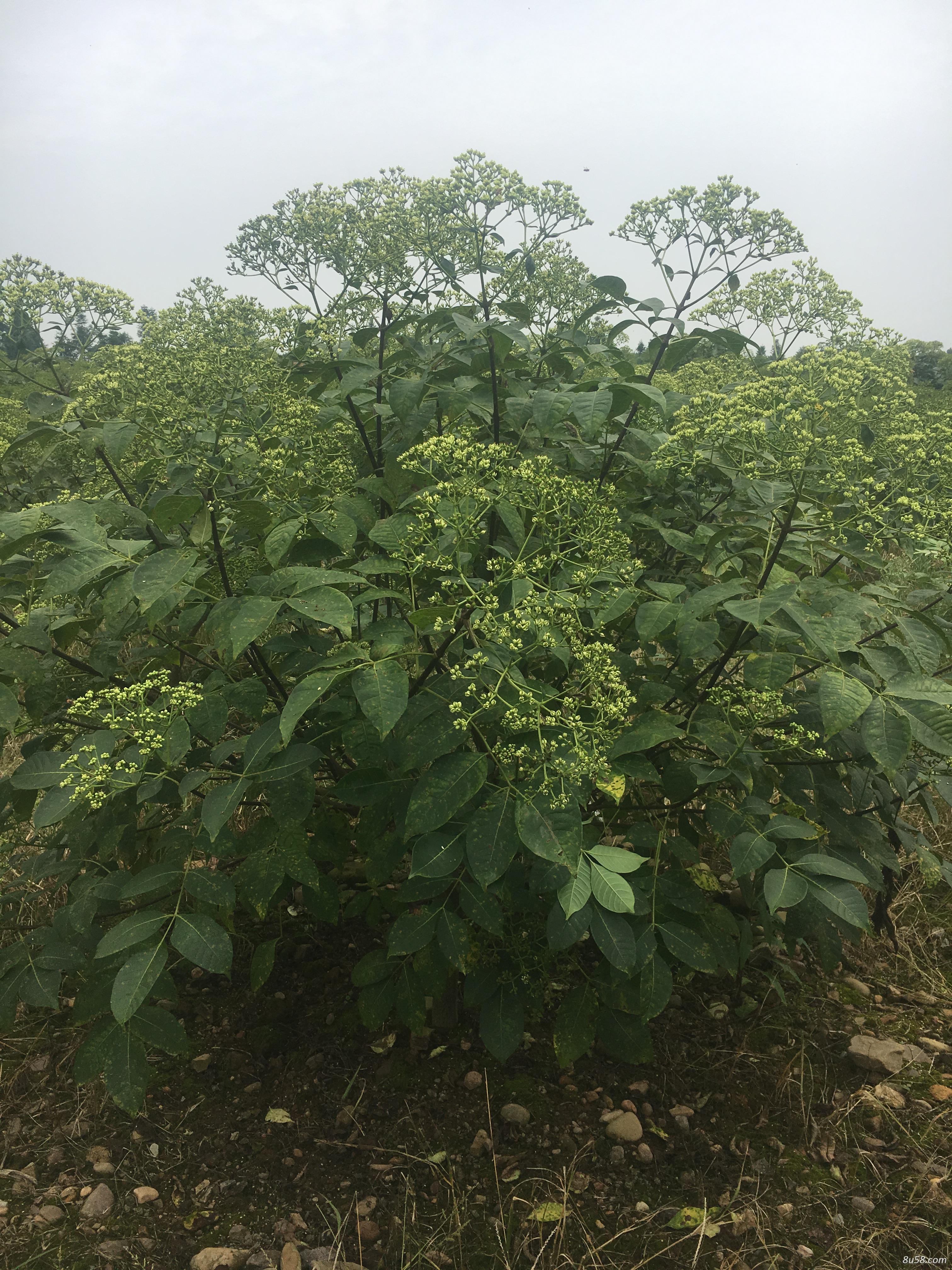 吴茱萸江西中花鲜果 吴茱萸江西中花鲜果