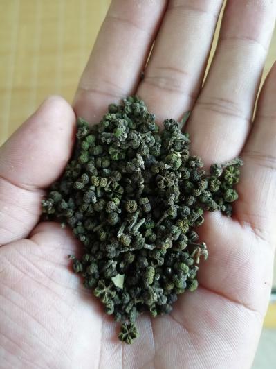 吴茱萸