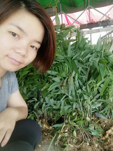 黄精种植技术种植前景的分析
