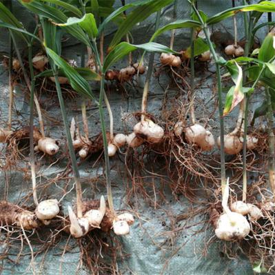 四川高产姜形多花甜黄精种苗 芽头种茎