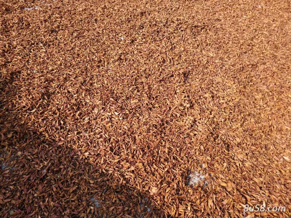 凌霄花