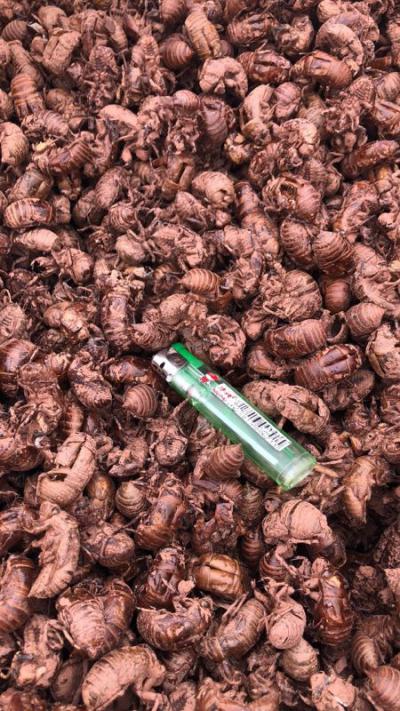 大量出售蝉蜕统货，今年新鲜上市