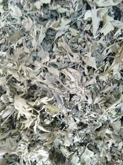 今年一茬新艾  野生艾草 纯手工 出绒高 无杂质
