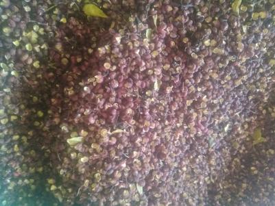 丽江宁蒗花椒{红椒}大量干货出
