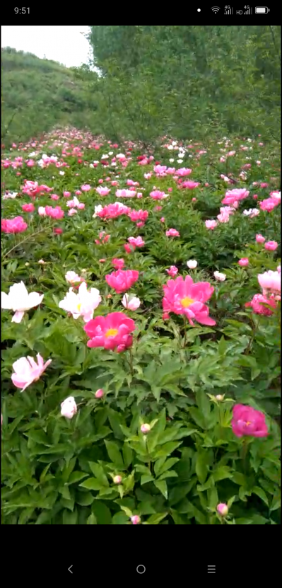 70亩四年芍药，价格好商量