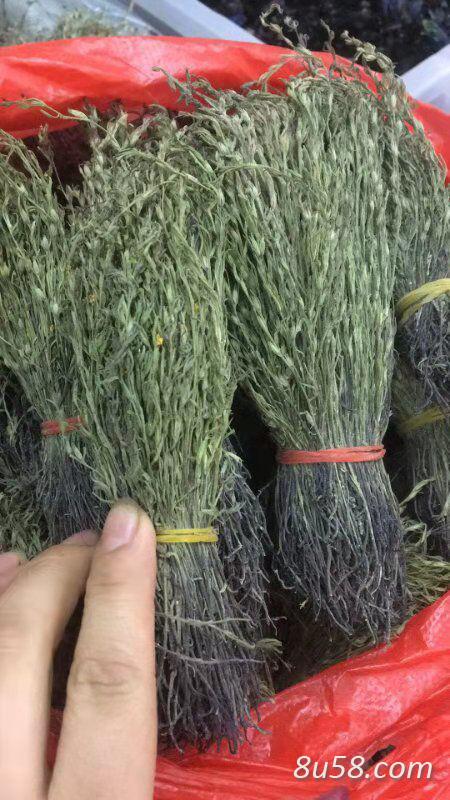 长期大量供应东南亚各种名贵中草药，现有大量独角金出售。量大从优！！