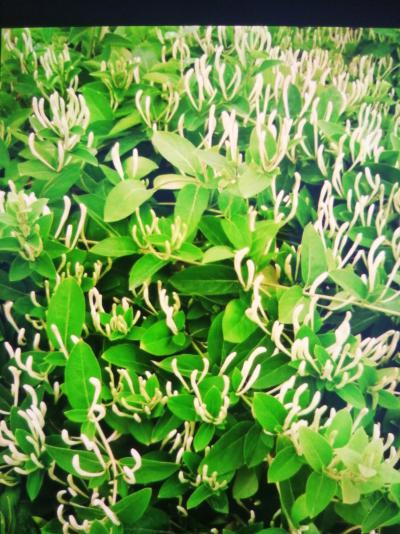 北花一号金银花批发15天不开花，最新品种1-2年苗