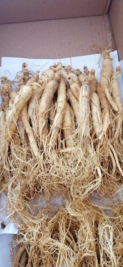 自家种植大批量西洋参鲜参出售