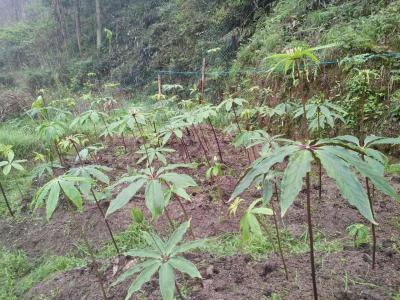 贵州中药材 重楼（最好品种独角莲）3年种苗 原生态、野生种植 成活率高