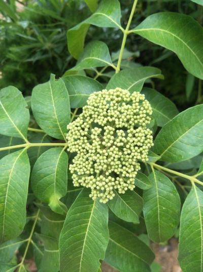 吴茱萸