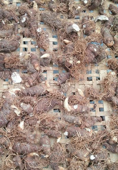 野生重楼，下山货品质好含量高，需要疗效的欢迎来电咨询
