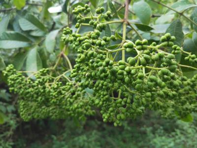 纯野生吴茱萸