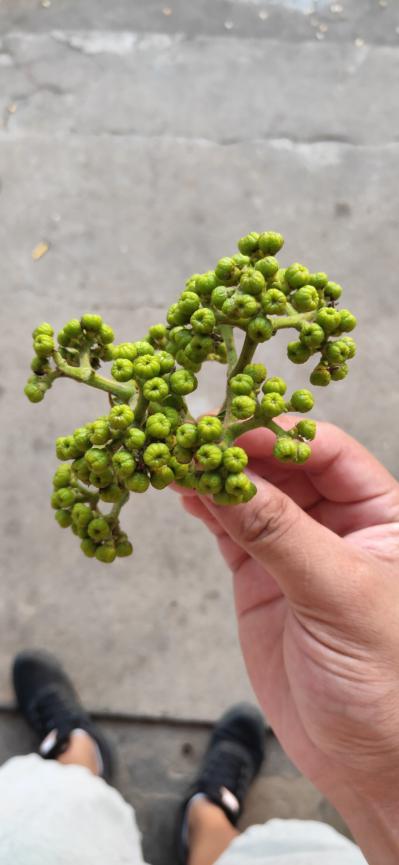 卖吴茱萸
