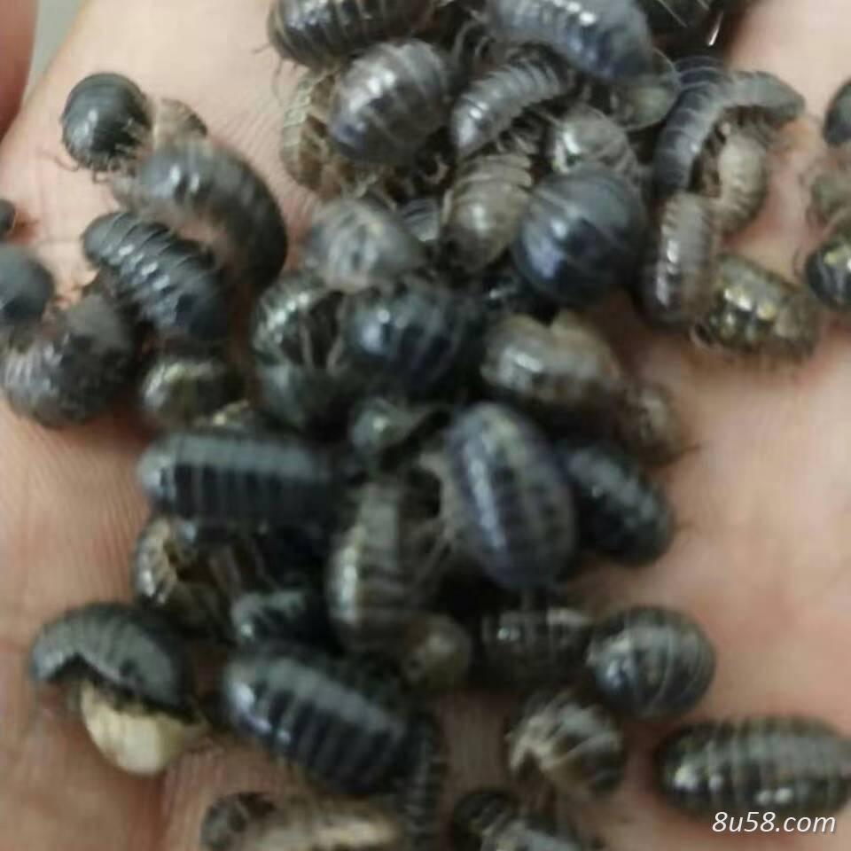 鼠妇,有需要的老板请联系 鼠妇,有需要的老板请联系
