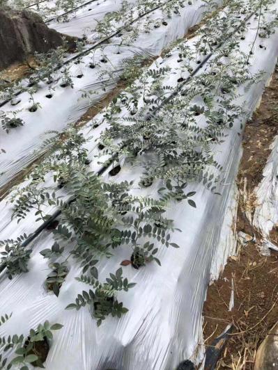 山豆根（广豆根）种苗精选量大优惠