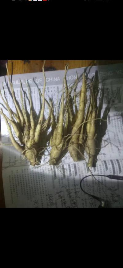 自己家种植的人参