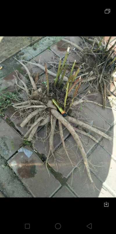 出售5年生鲜白芍20吨