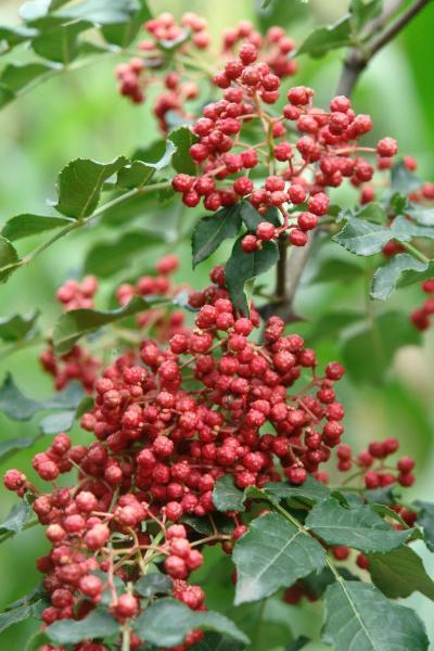 出售优质的甘肃陇南文县梅花椒、大红袍、青花椒、叶里蔷等花椒品种