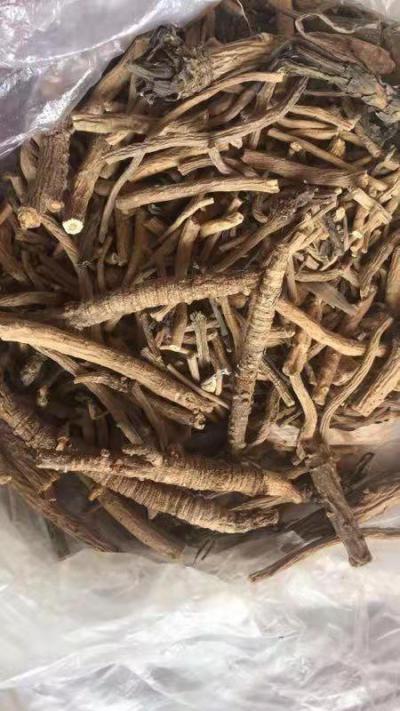 俄罗斯野生防风