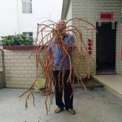 我家种有牛大力十几亩如有需要，请联系我。七年的牛大力！