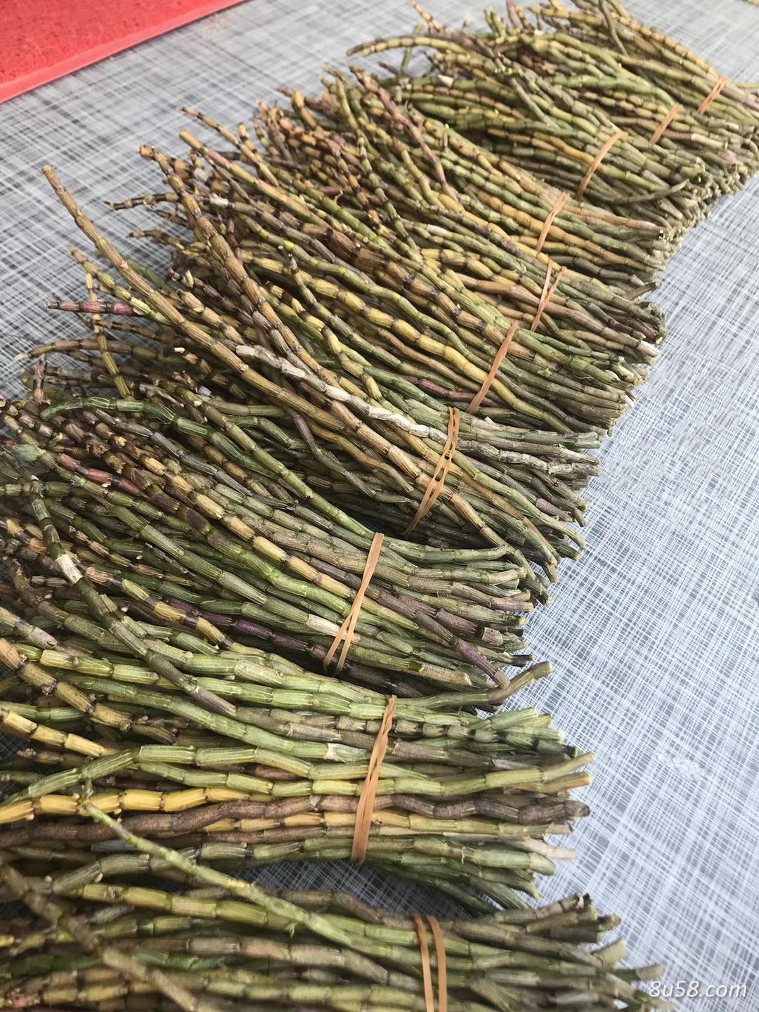 铁皮石斛鲜条
