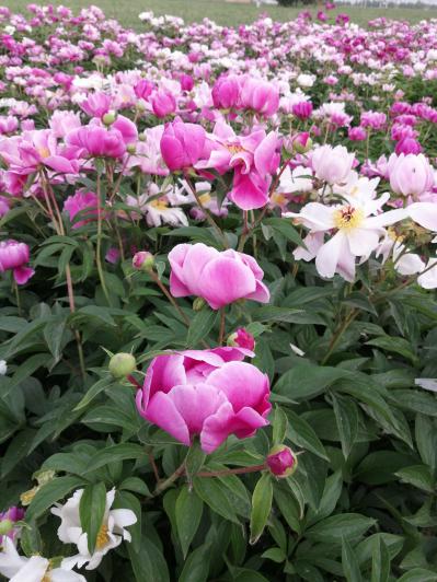 白芍供应