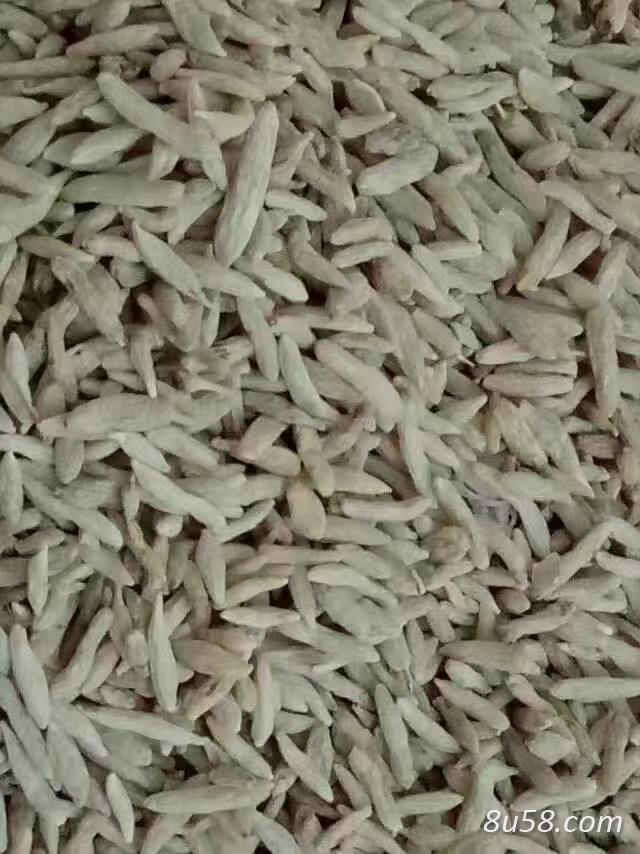川麦冬的上等