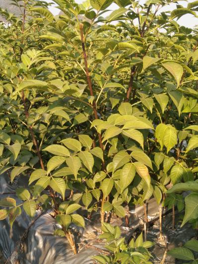 吴茱萸正宗中花