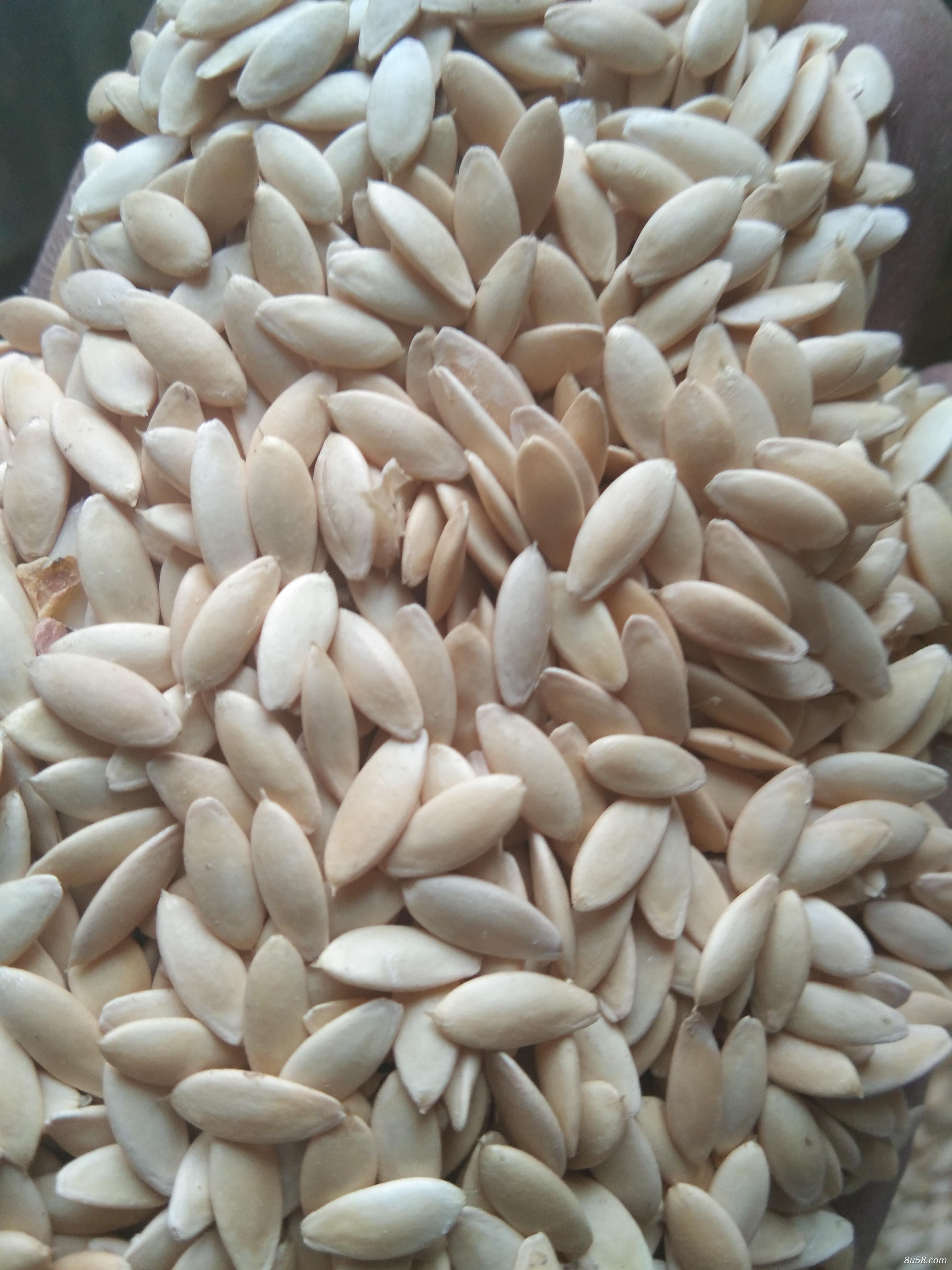 黄瓜籽 药用黄瓜籽 黄瓜籽 药用黄瓜籽