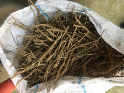 大量出售黄芩