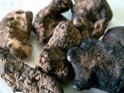 大量出售家种猪苓，价格面议