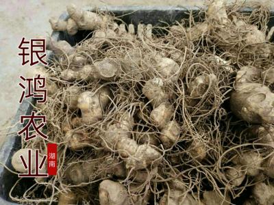 黄精玉竹药材——促发展谈合作，银鸿农业市场深耕耘