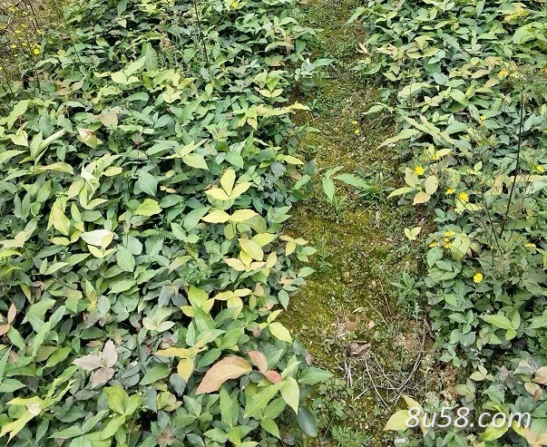 贵州阔叶十大功劳木苗批发，种苗株高30公分以上，种植简单，适合退耕还林，石漠化治理种植