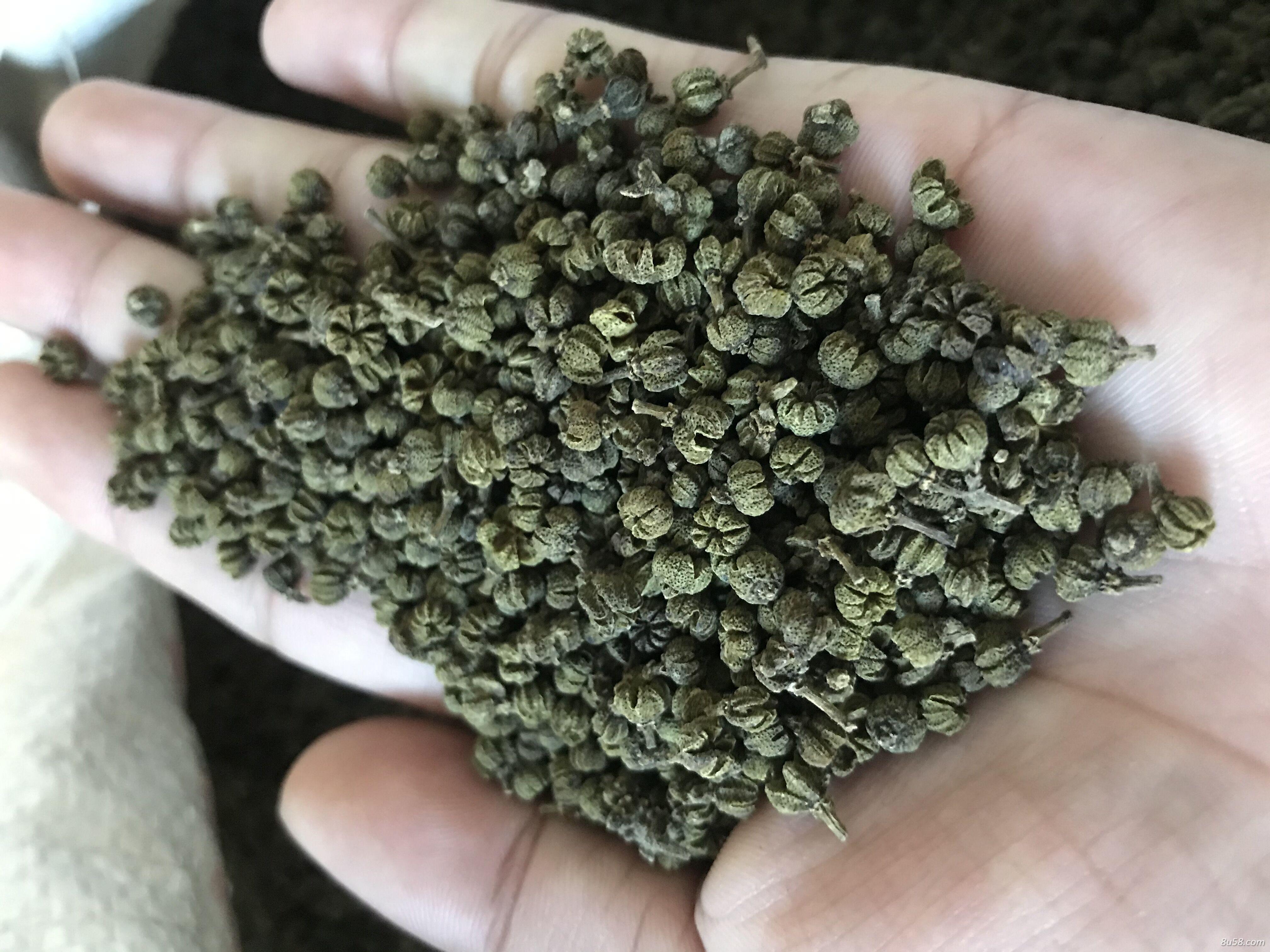 吴茱萸 广西中花 干货 品质好 自家种植 吴茱萸 广西中花 干货 品质好 自家种植