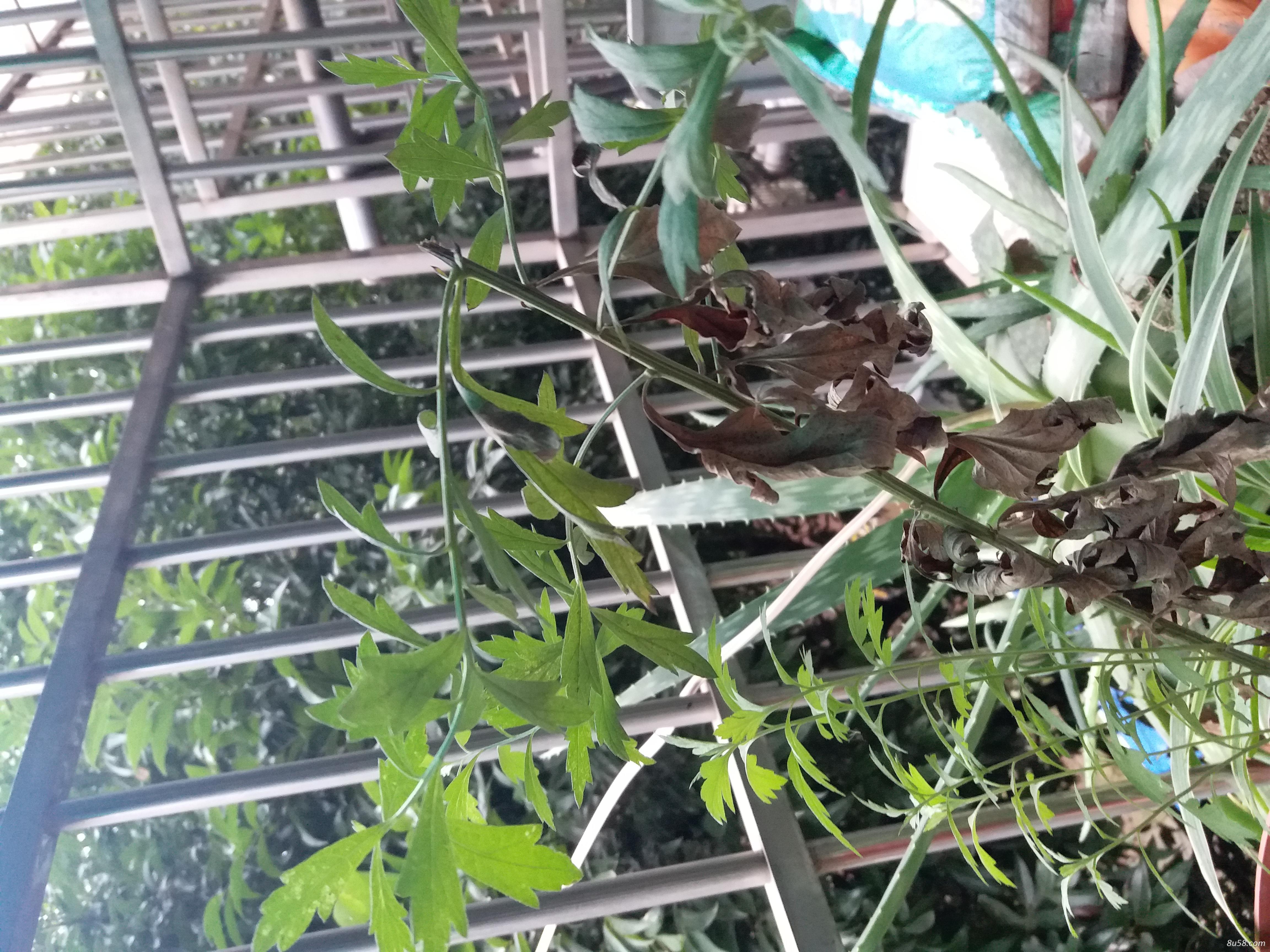 我是卖家有艾草艾叶生的干的在成都 我是卖家有艾草艾叶生的干的在成都