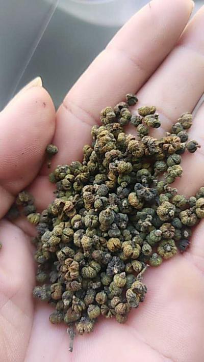 出售吴茱萸