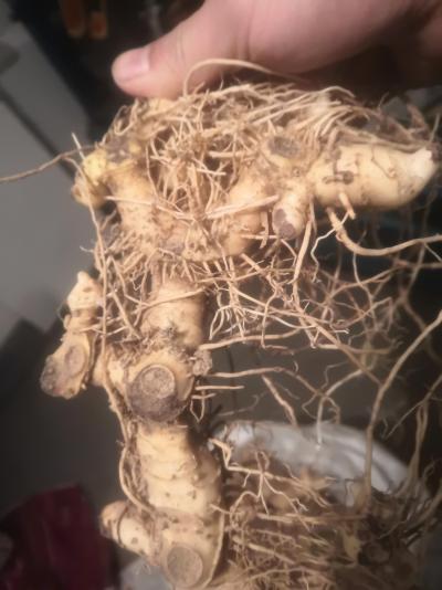 老人自个山上挖的纯野生黄精