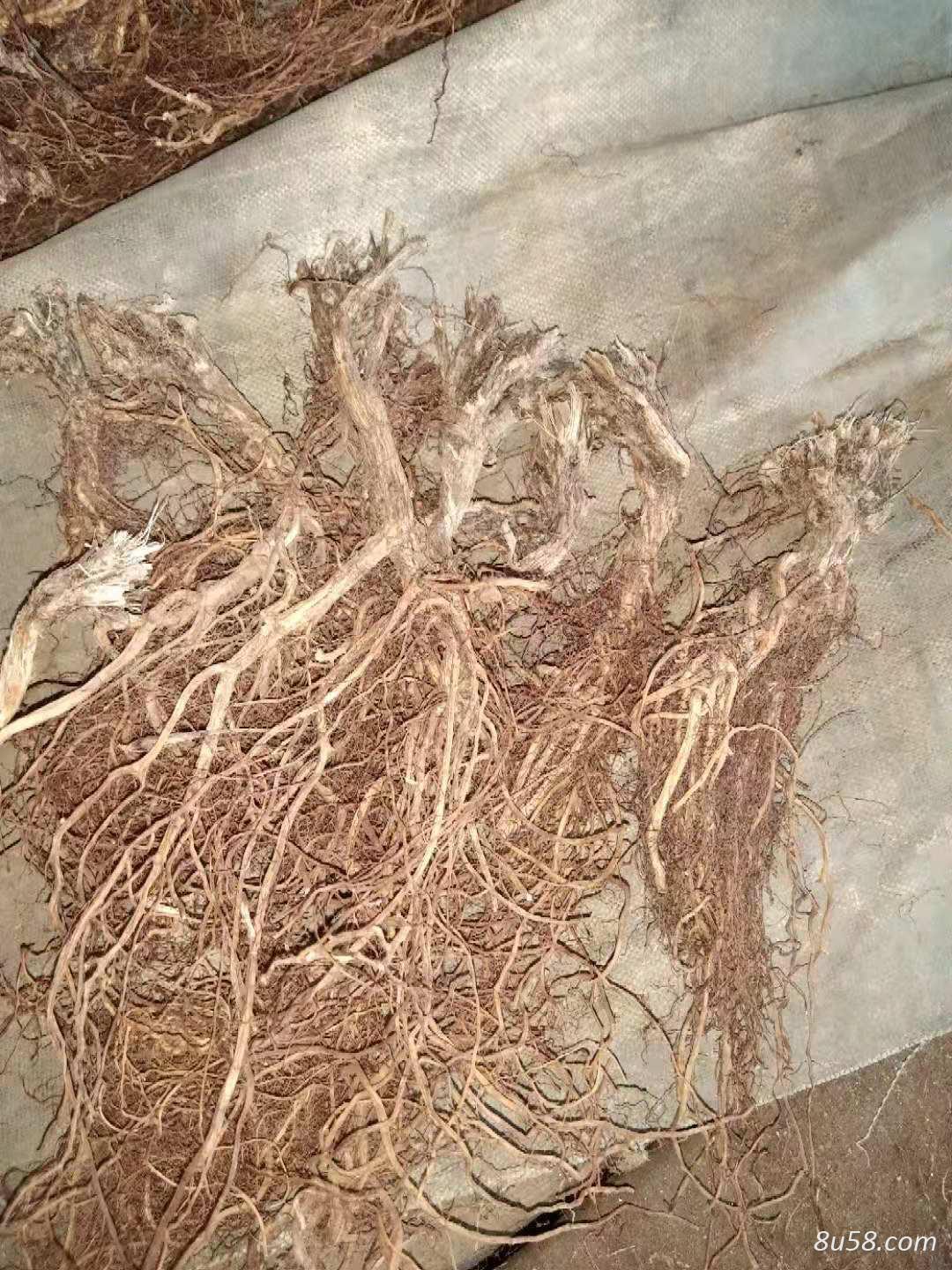 出售白头翁统货