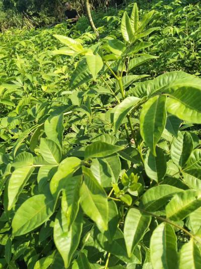 吴茱萸苗（提供栽培技术）