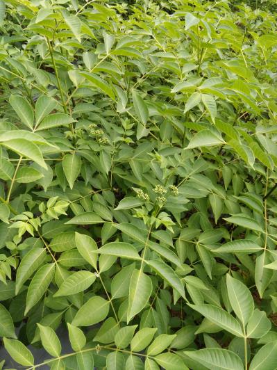 吴茱萸 优质江西中花吴茱萸 江西正宗中花吴茱萸 吴茱萸苗 一年苗吴茱萸