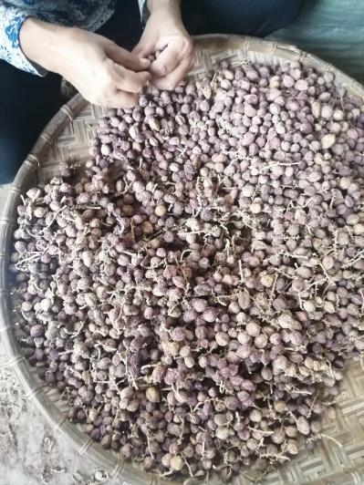 云南省红河哈尼彝族自治阳春砂