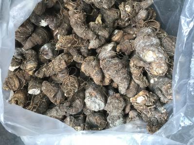 滇重楼干货1000斤左右出售
