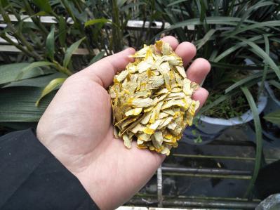 供应赤水金钗石斛切片 金钗石斛干片 金钗石斛干条切段