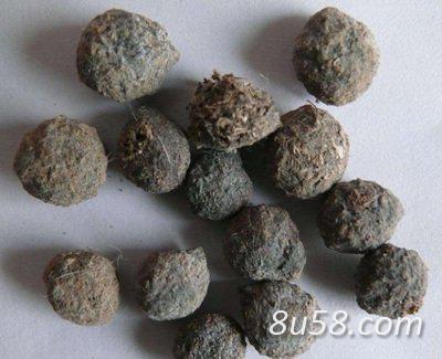 中药材望月砂哪里有卖 望月砂供应