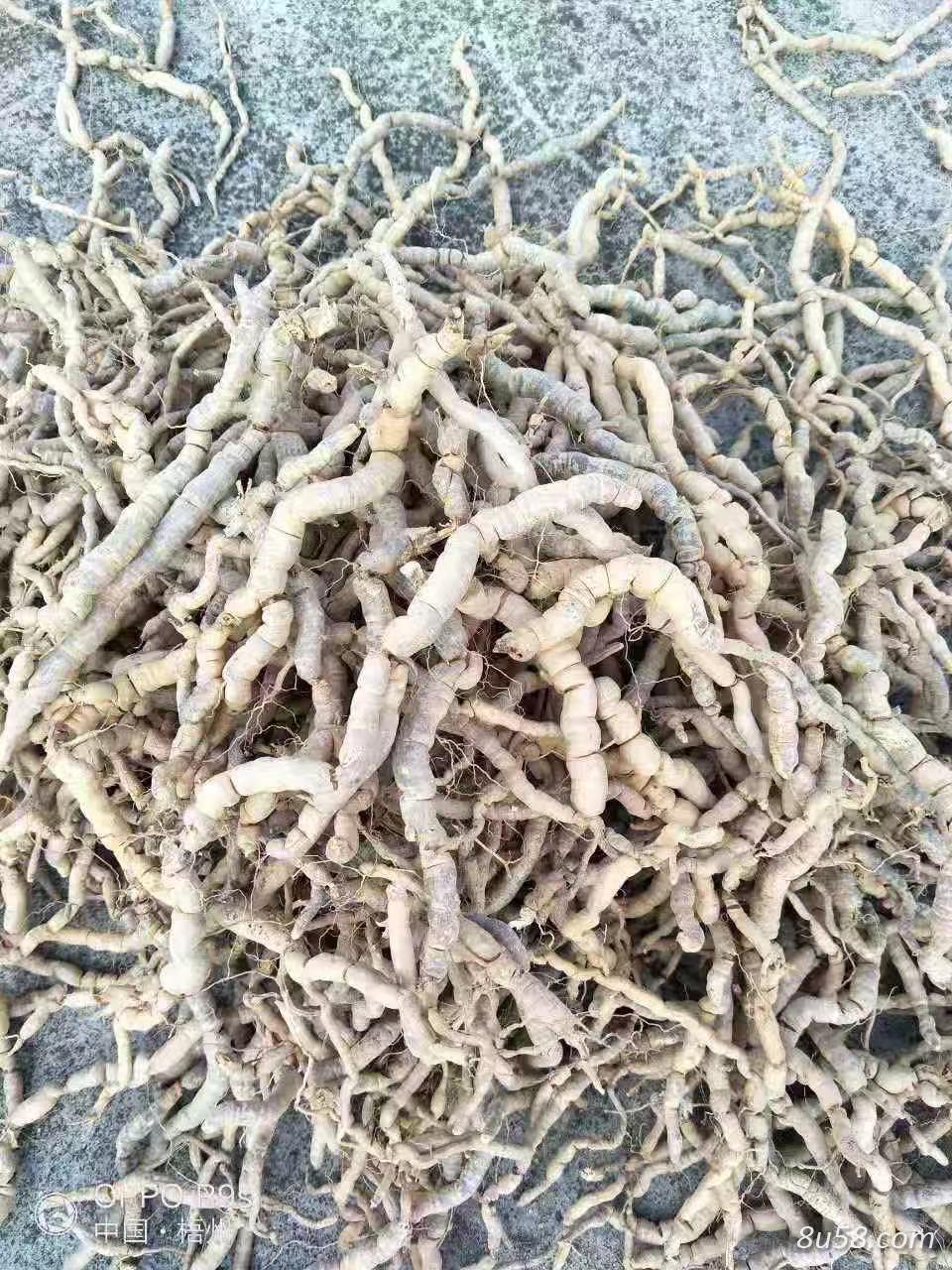 巴戟天八年老货，不靓你找我！！！一百多亩地