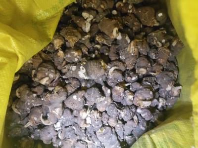 出售粉质七叶一枝花干货200公斤