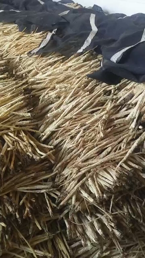 北沙参
