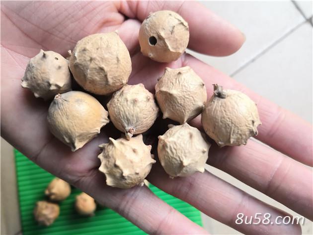 我想买没食子哪里能找到 没食子每日报价 我想买没食子哪里能找到 没食子每日报价