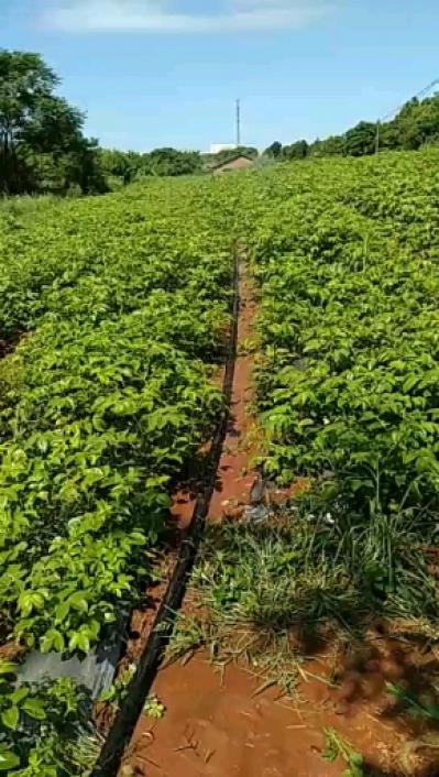 江西正宗中花吴茱萸